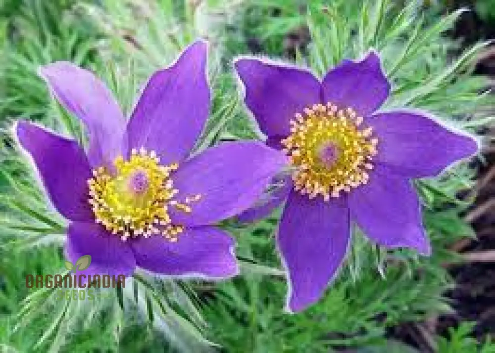 Pulsatilla Ambigua Flower Seeds For Planting, Graceful and Hardy Blooms for Your Garden