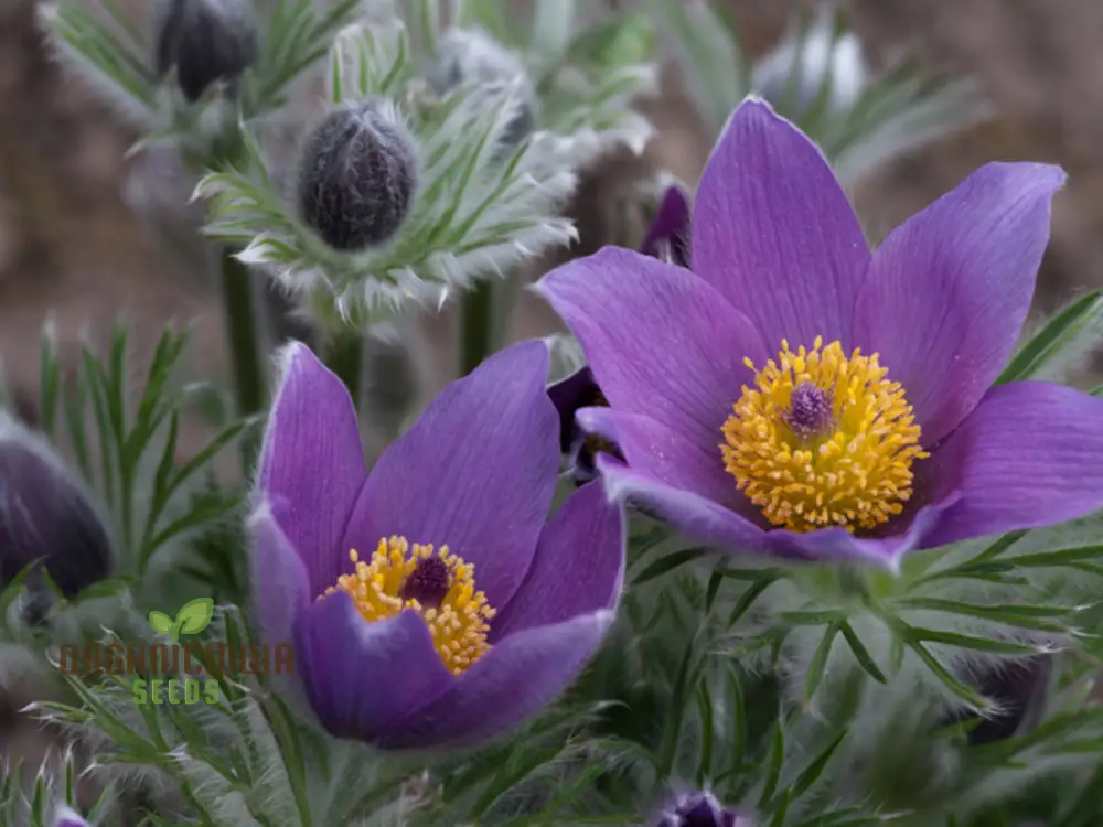 Pulsatilla Ambigua Flower Seeds For Planting, Graceful and Hardy Blooms for Your Garden - Image 3