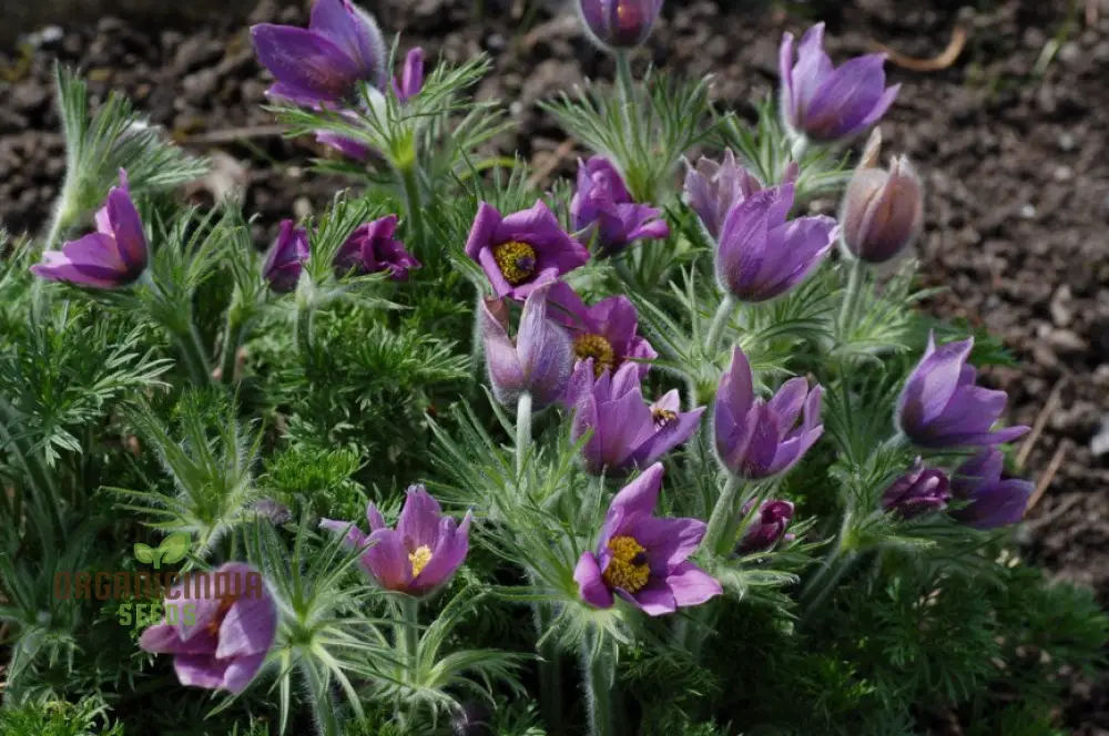 Pulsatilla Ambigua Flower Seeds For Planting, Graceful and Hardy Blooms for Your Garden - Image 4