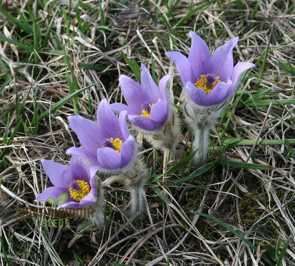 Pulsatilla Grandis Moravica Flower Seeds For Planting, Rare and Beautiful Blooms for Your Garden - Image 4