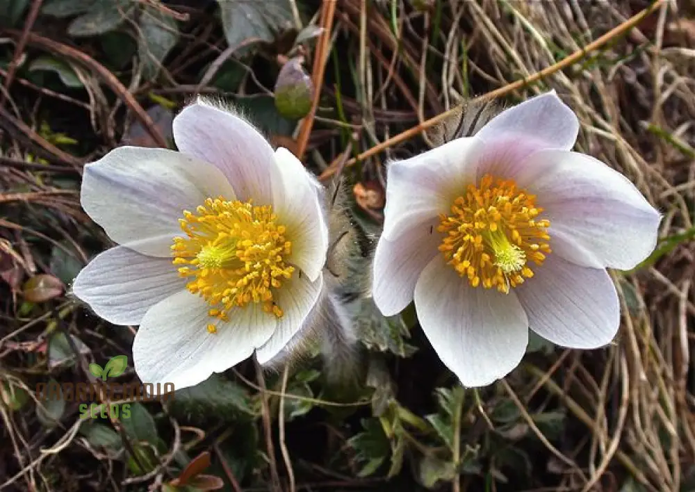 Pulsatilla Vernalis Flower Seeds For Planting, Early Spring Blooms for a Vibrant Garden
