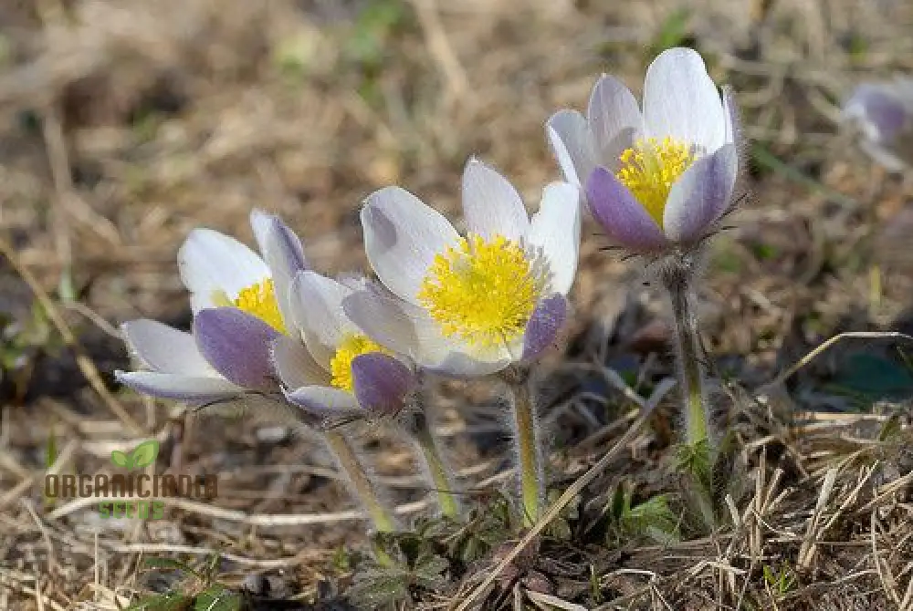 Pulsatilla Vernalis Flower Seeds For Planting, Early Spring Blooms for a Vibrant Garden - Image 4