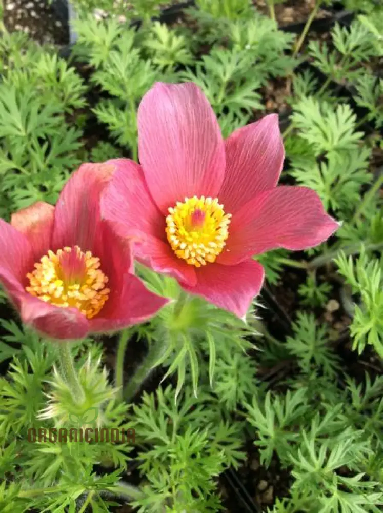 Pulsatilla Vulgaris 'Rosen Glocke' (Rubra) Flower Seeds For Planting, Stunning Red Bell-Shaped Blooms for Your Garden - Image 4