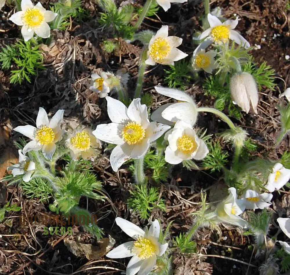 Pulsatilla 'Weisse Schwan' Flower Seeds For Planting, Elegant White Blooms for Your Garden - Image 3