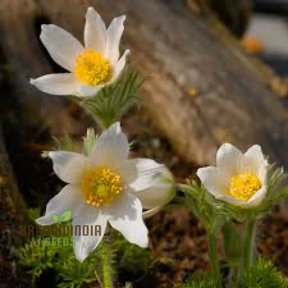 Pulsatilla 'Weisse Schwan' Flower Seeds For Planting, Elegant White Blooms for Your Garden - Image 4