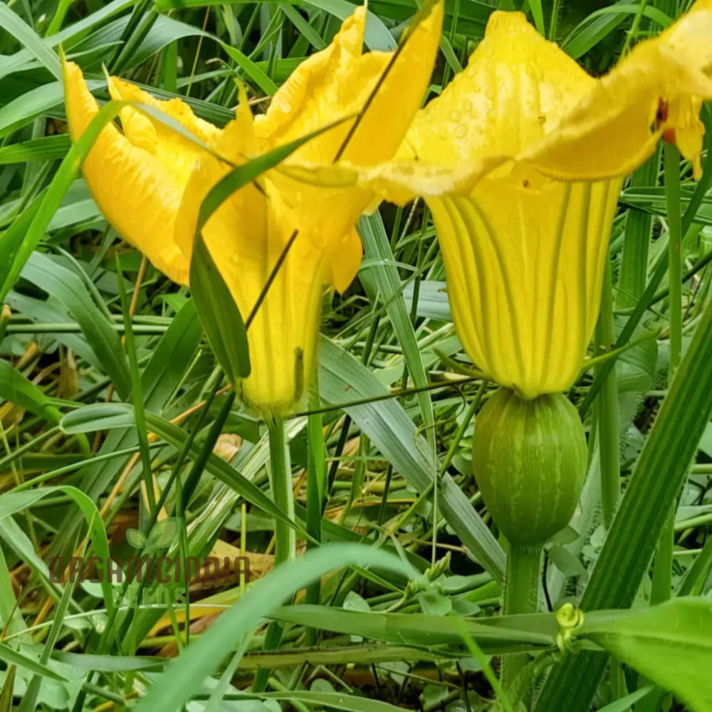Pumpkin Blossom Seeds - Grow Beautiful and Edible Pumpkin Flowers in Your Garden