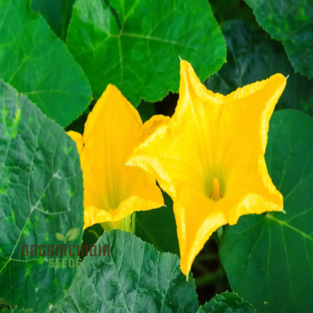 Pumpkin Blossom Seeds - Grow Beautiful and Edible Pumpkin Flowers in Your Garden - Image 3