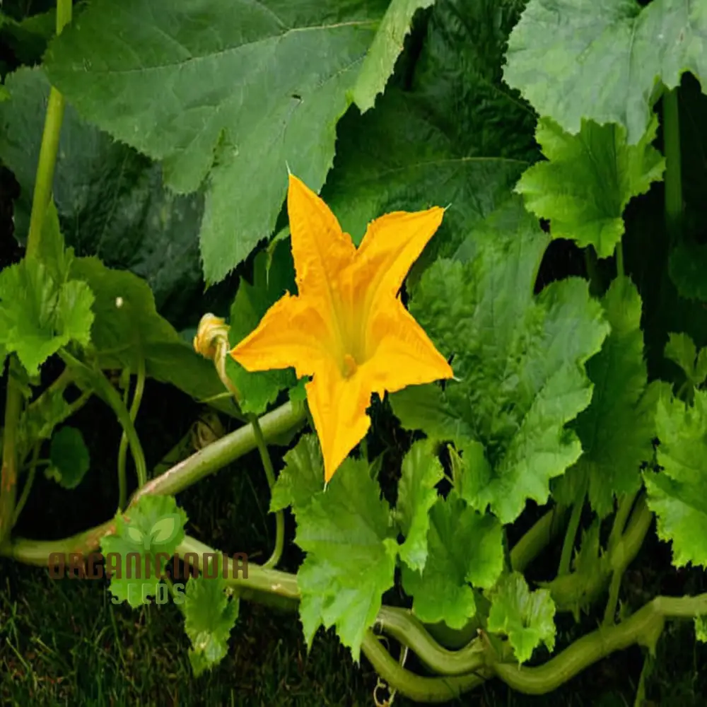 Pumpkin Blossom Seeds - Grow Beautiful and Edible Pumpkin Flowers in Your Garden - Image 4