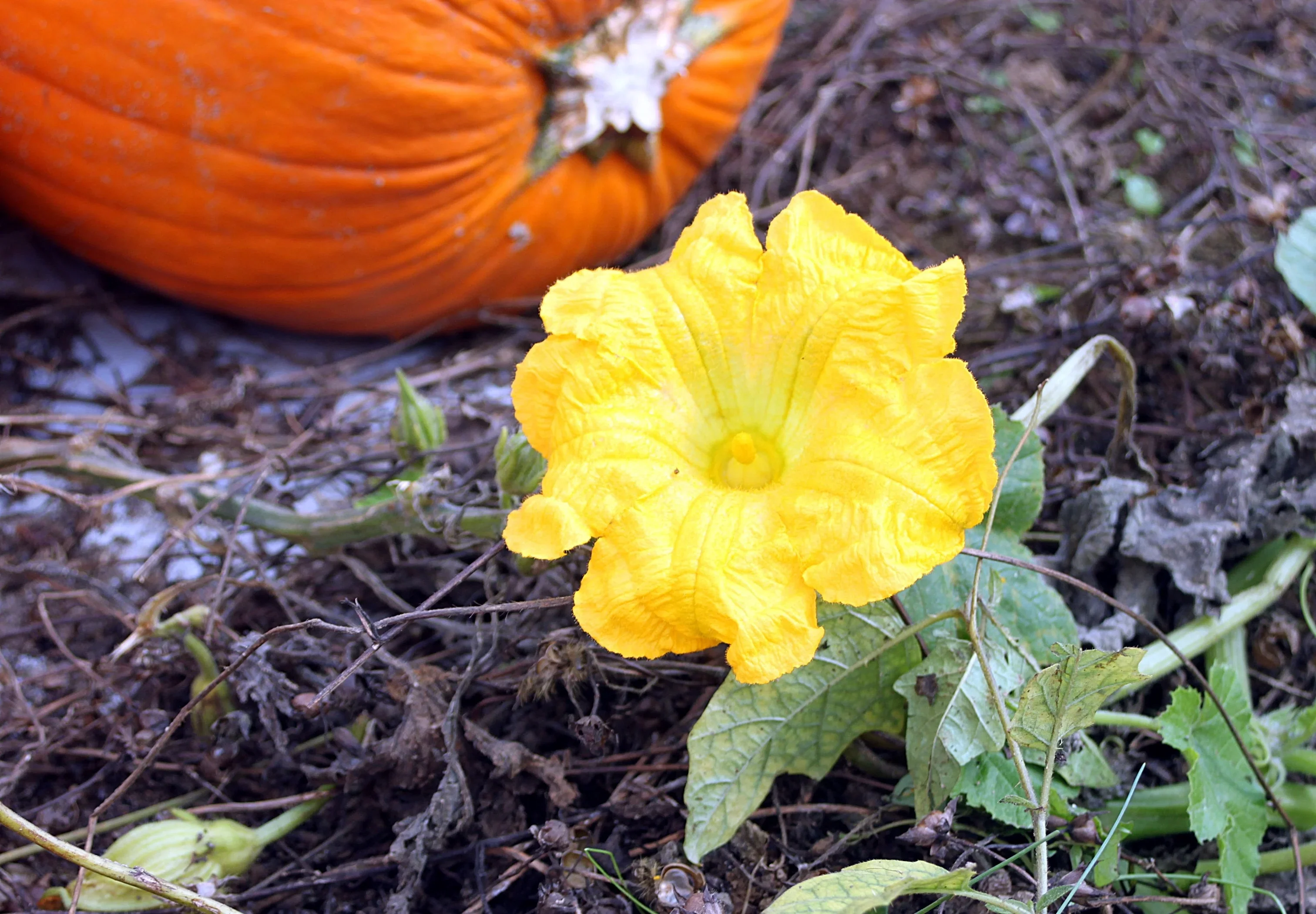 Pumpkin Blossom Seeds - Grow Beautiful and Edible Pumpkin Flowers in Your Garden - Image 5