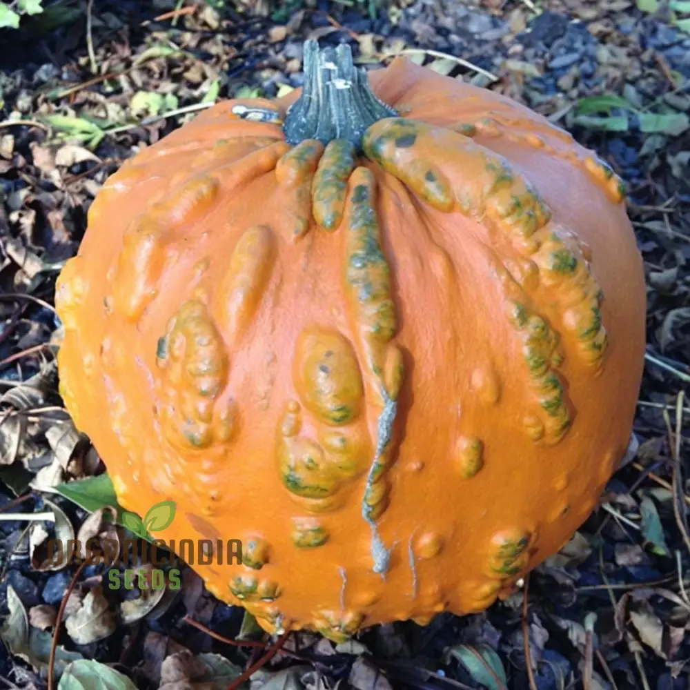 Pumpkin Knuckle Head Seeds for Planting
