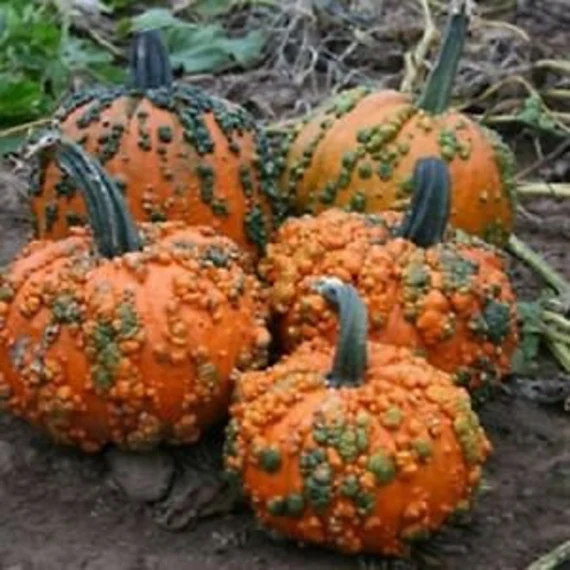 Pumpkin Knuckle Head Seeds for Planting - Image 3