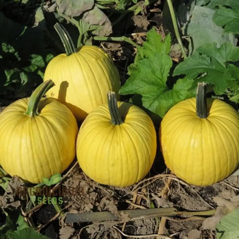 Pumpkin Mellow Yellow Seeds for Planting Elevate Your Gardening with Golden-Hued, Delicious Pumpkins