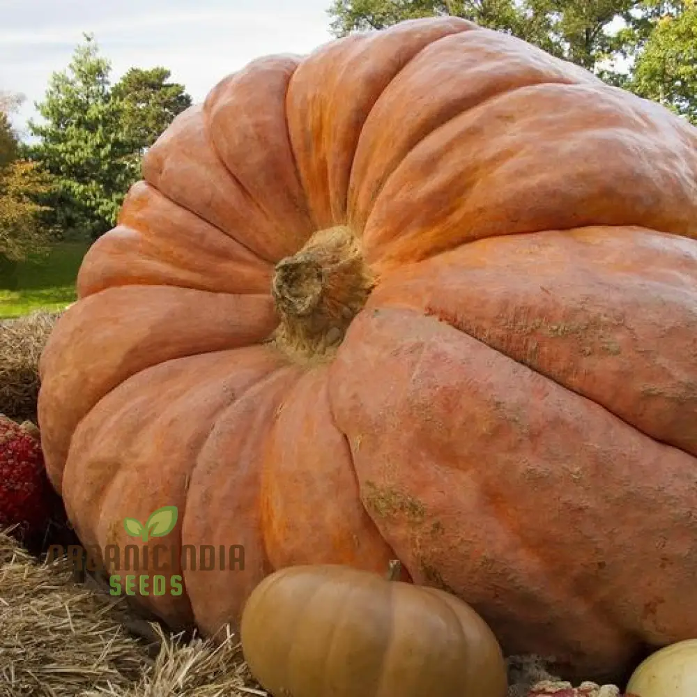 Pumpkin Seeds - Atlantic Giant | Premium Seeds for Gardening - Image 3