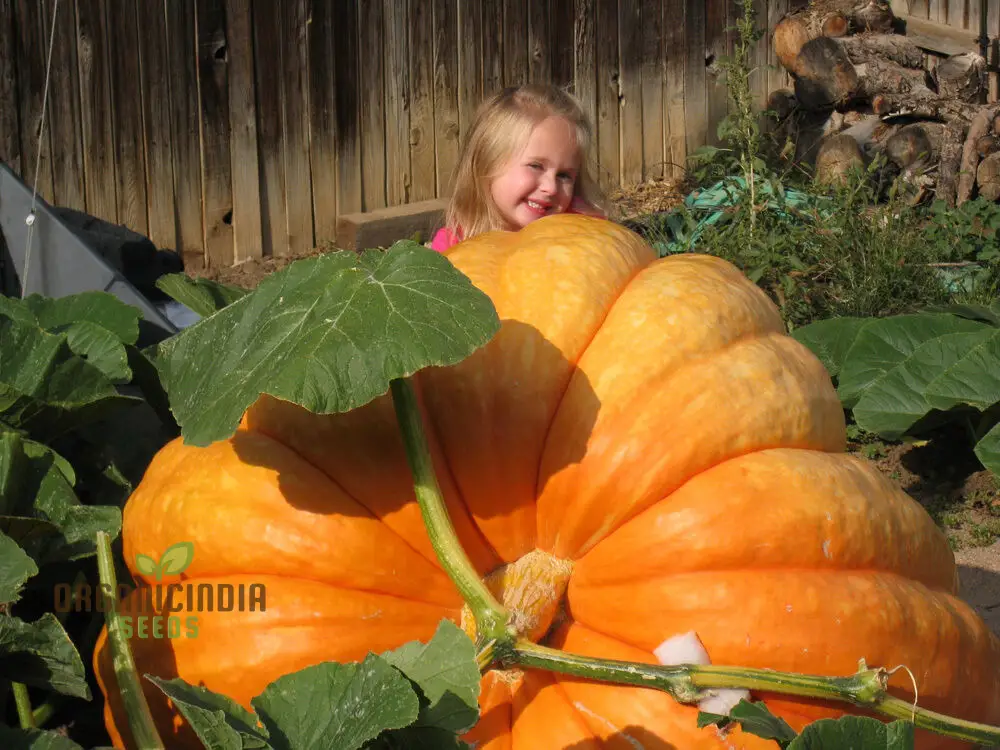 Pumpkin Seeds - Atlantic Giant | Premium Seeds for Gardening - Image 4