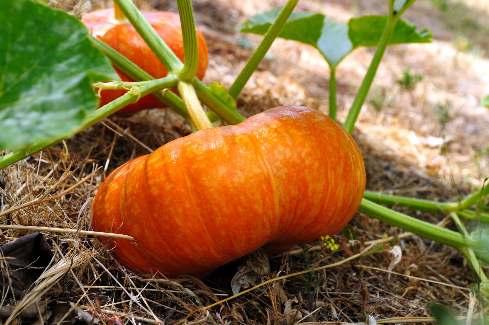 Pumpkin Seeds - Cinderella | Premium Gardening Seeds for Planting - Image 3