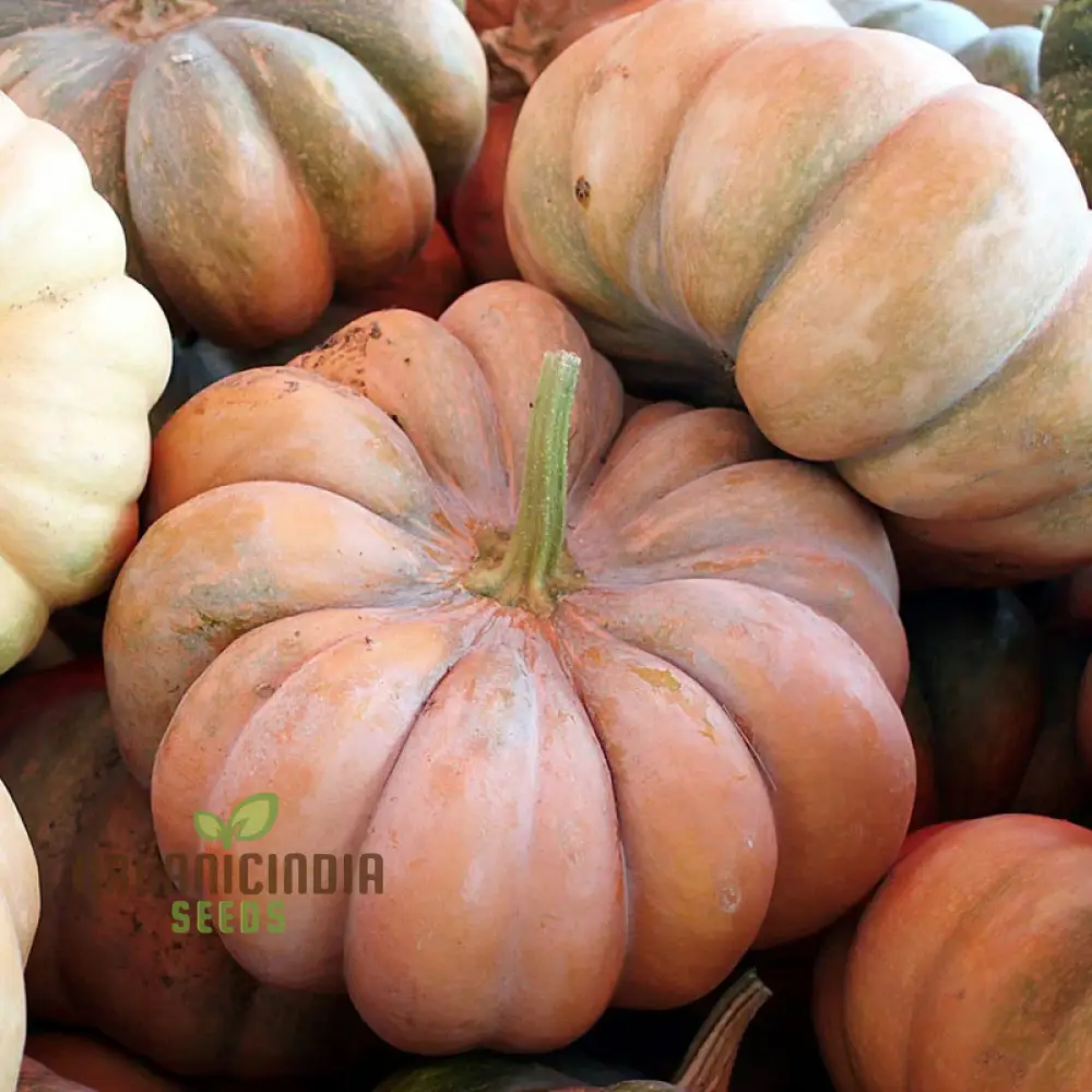 Pumpkin Seeds for Gardening - Premium Quality Seeds for Your Garden