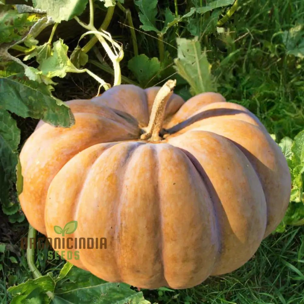 Pumpkin Seeds for Gardening - Premium Quality Seeds for Your Garden - Image 3