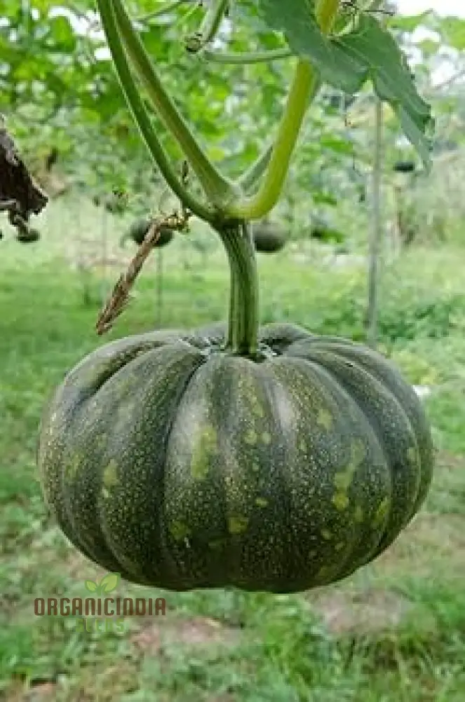 Pumpkin Seeds for Gardening - Premium Quality Seeds for Your Garden - Image 4