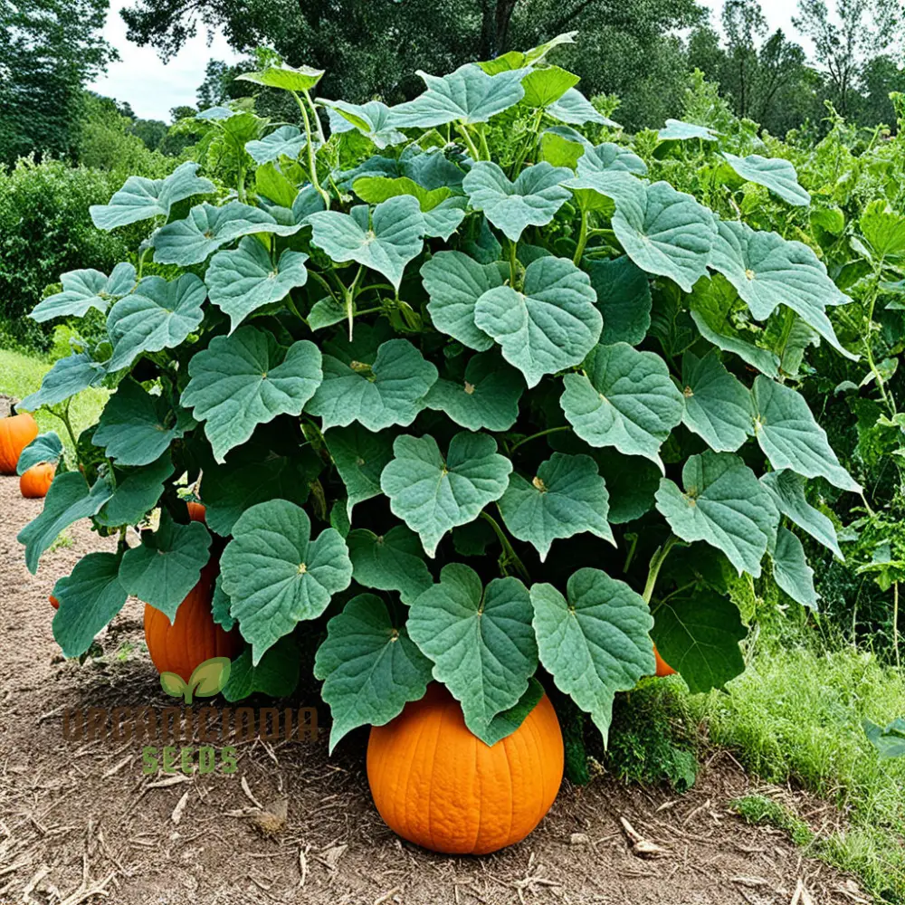 Pumpkin Seeds, Organic Pumpkin Seeds for Planting, Grow Your Own Pumpkins at Home - Image 4