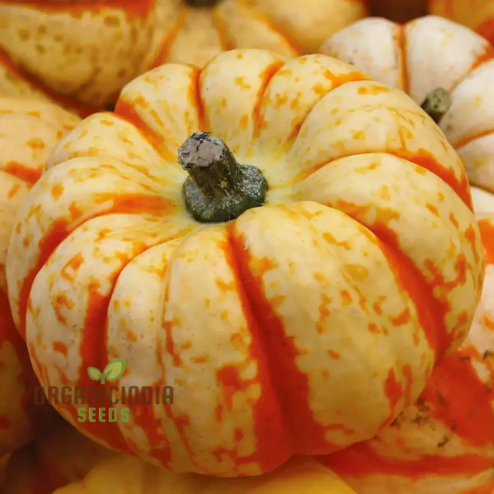 Pumpkin Seeds 'Sweet Lightning' for Bountiful Harvests and Festive Garden Displays!