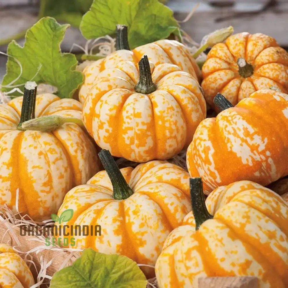 Pumpkin Seeds 'Sweet Lightning' for Bountiful Harvests and Festive Garden Displays! - Image 3