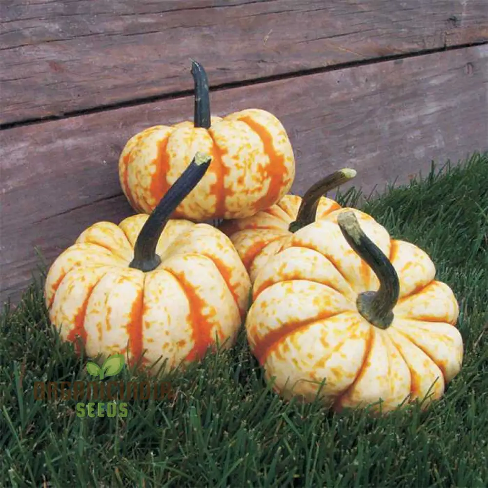 Pumpkin Seeds 'Sweet Lightning' for Bountiful Harvests and Festive Garden Displays! - Image 4
