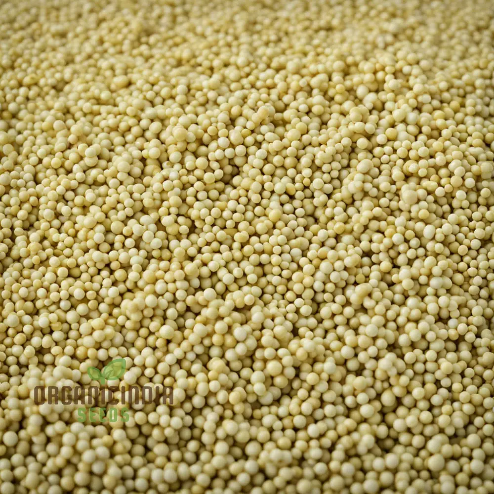Pure Essence White Mustard Seeds – Mild Flavor, Fast-Growing Garden Variety - Image 4