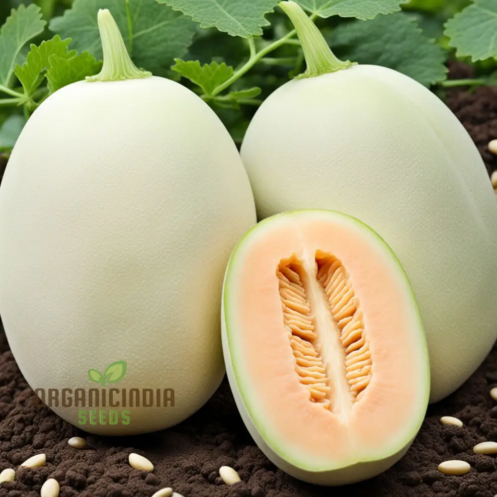 Pure Pearls Oval White Muskmelon fruit Seeds, Experience the Exquisite Essence of Gardening, Cultivating Your Own Delicate, Sweet Melons - Image 4
