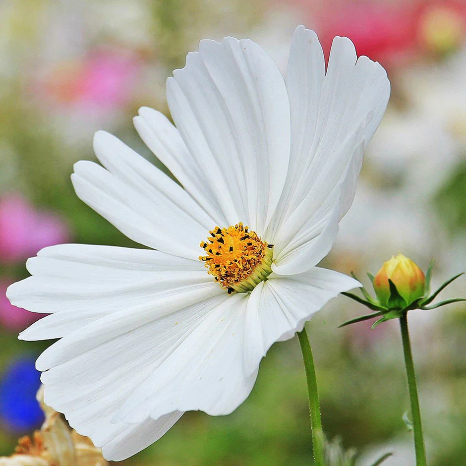 Pure White Cosmos Flower Seeds , Elegant Blooms for Your Garden