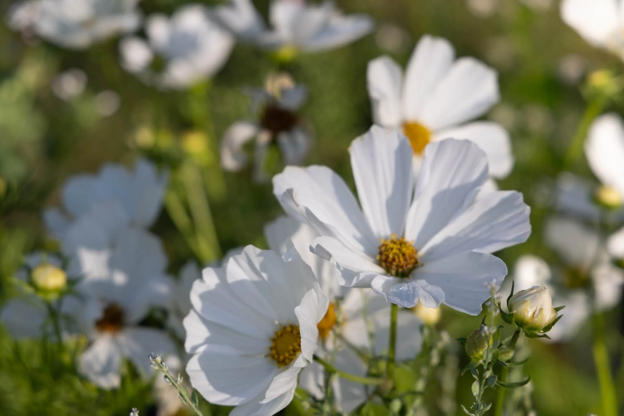 Pure White Cosmos Flower Seeds , Elegant Blooms for Your Garden - Image 2