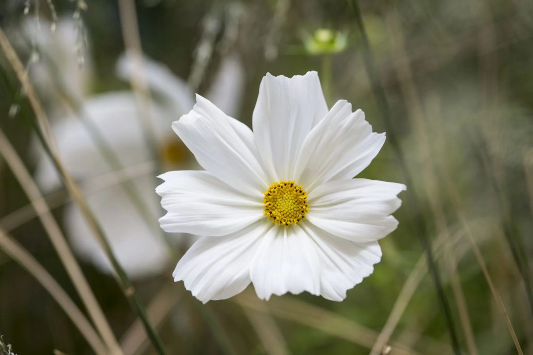 Pure White Cosmos Flower Seeds , Elegant Blooms for Your Garden - Image 3