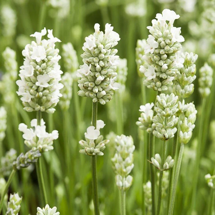 Pure White Lavender Seeds – Elegant Fragrant Blooms for Gardens & Landscaping