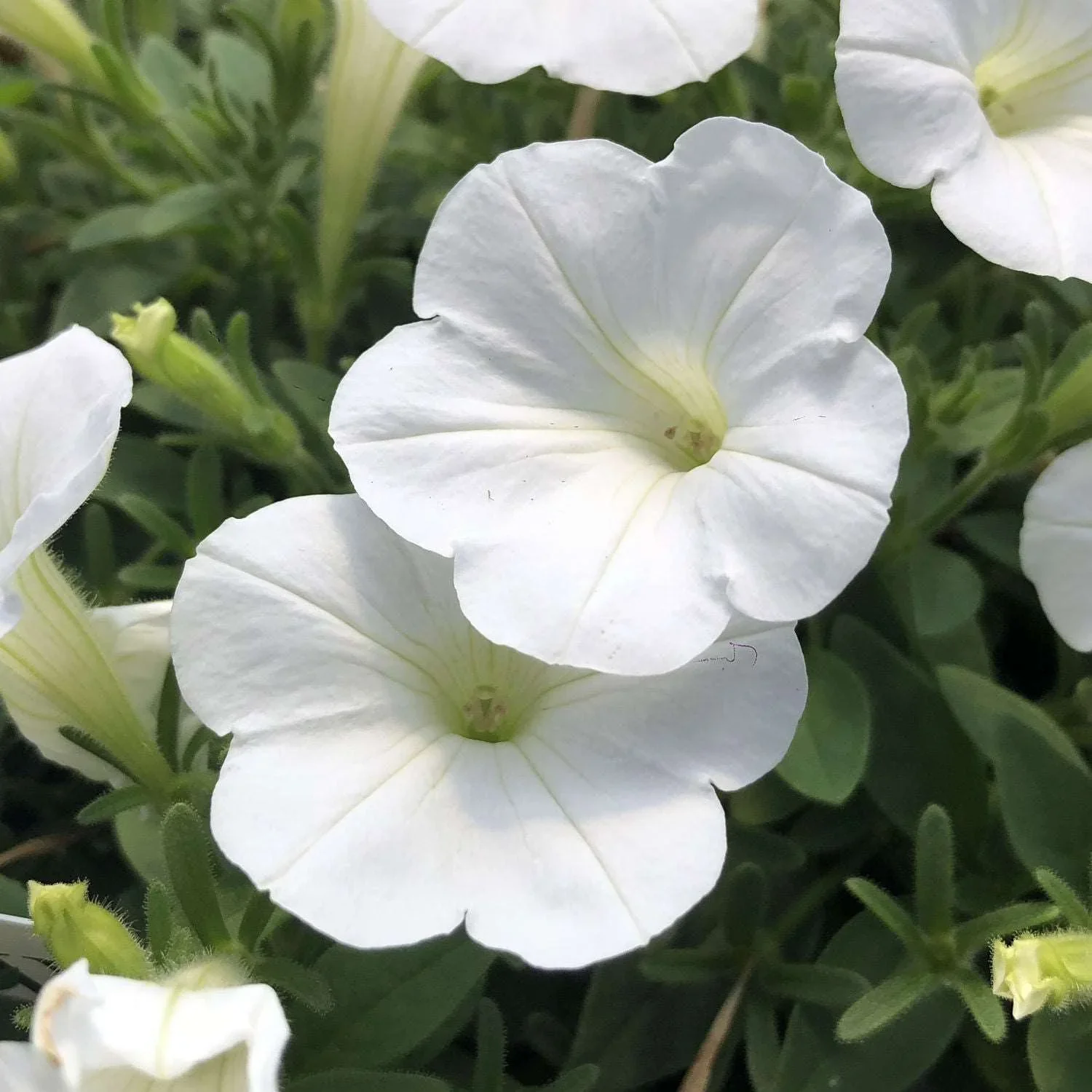 Pure White Petunia Seeds – Elegant Snowy Blooms for Gardens & Hanging Baskets