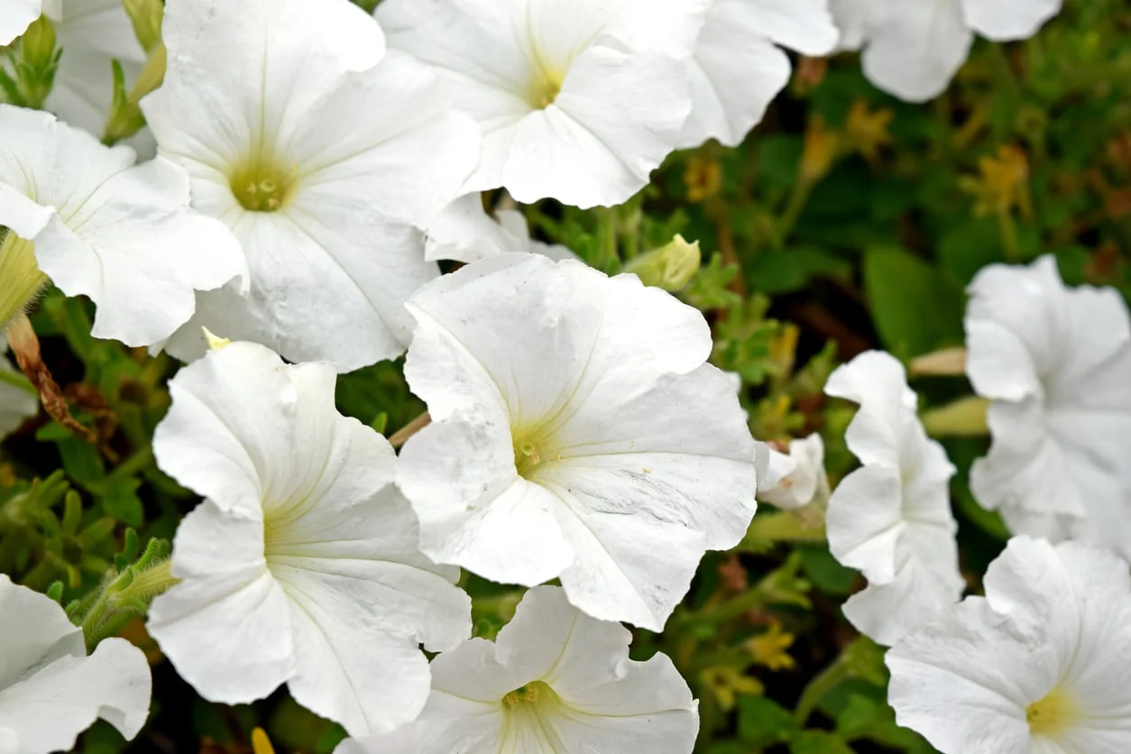 Pure White Petunia Seeds – Elegant Snowy Blooms for Gardens & Hanging Baskets - Image 2