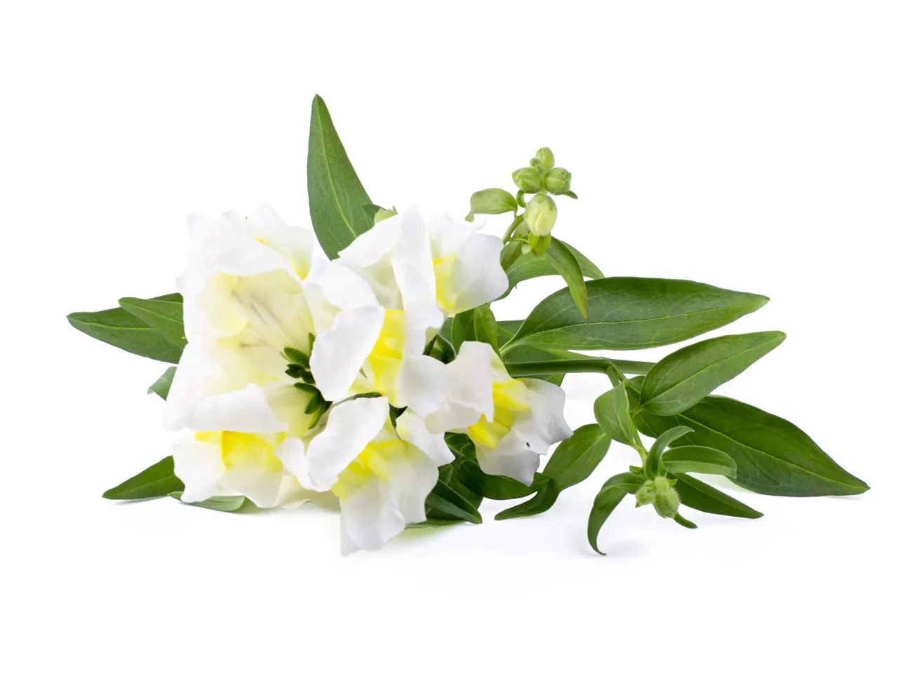 Pure White Snapdragon Flower Seeds, Elegant & Fragrant Blooms - Image 3