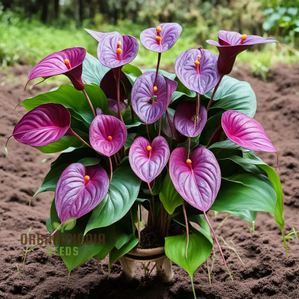 Purple Anthurium Flower Seeds - Exotic Blooms for Lush, Tropical Gardens
