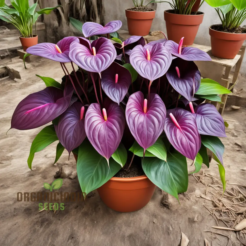 Purple Anthurium Flower Seeds - Exotic Blooms for Lush, Tropical Gardens - Image 3