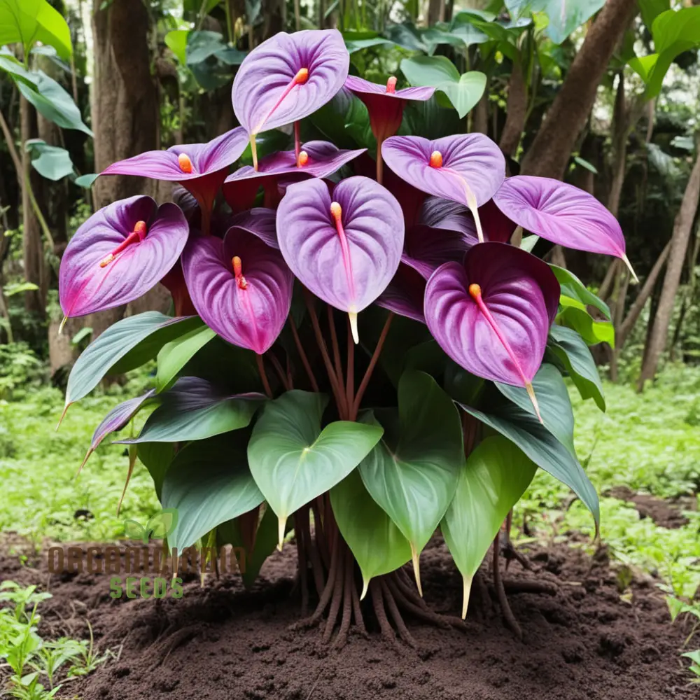 Purple Anthurium Flower Seeds - Exotic Blooms for Lush, Tropical Gardens - Image 4