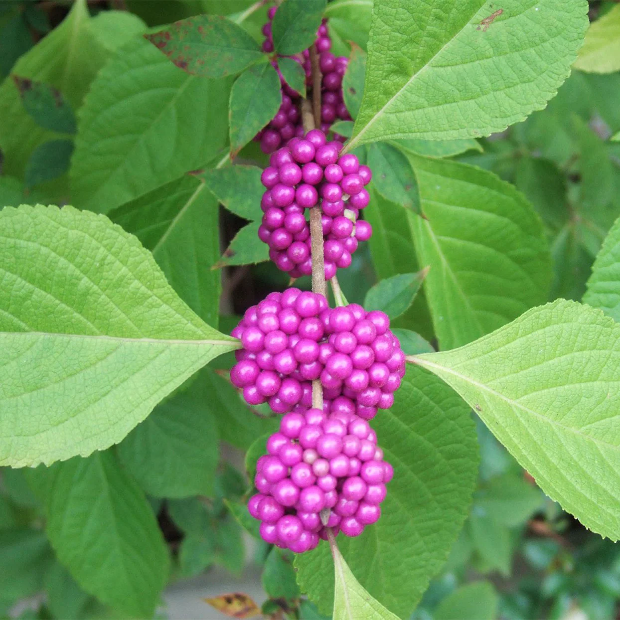 Purple Beautyberry Seeds - Callicarpa Dichotoma - Planting Guide Included