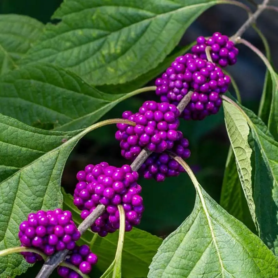 Purple Beautyberry Seeds - Callicarpa Dichotoma - Planting Guide Included - Image 3