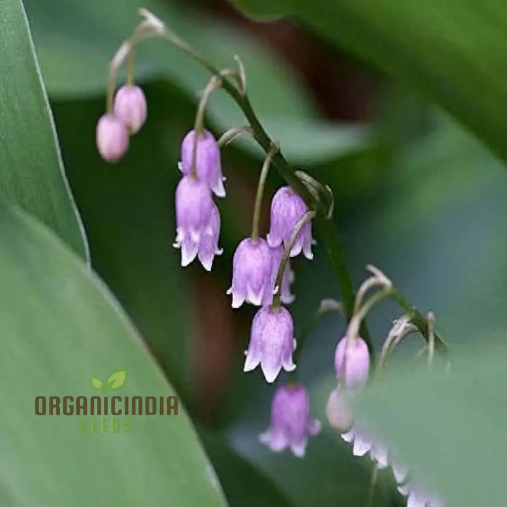 Purple Bell Orchid Seeds – Rare Elegant Blooms for Garden Planting