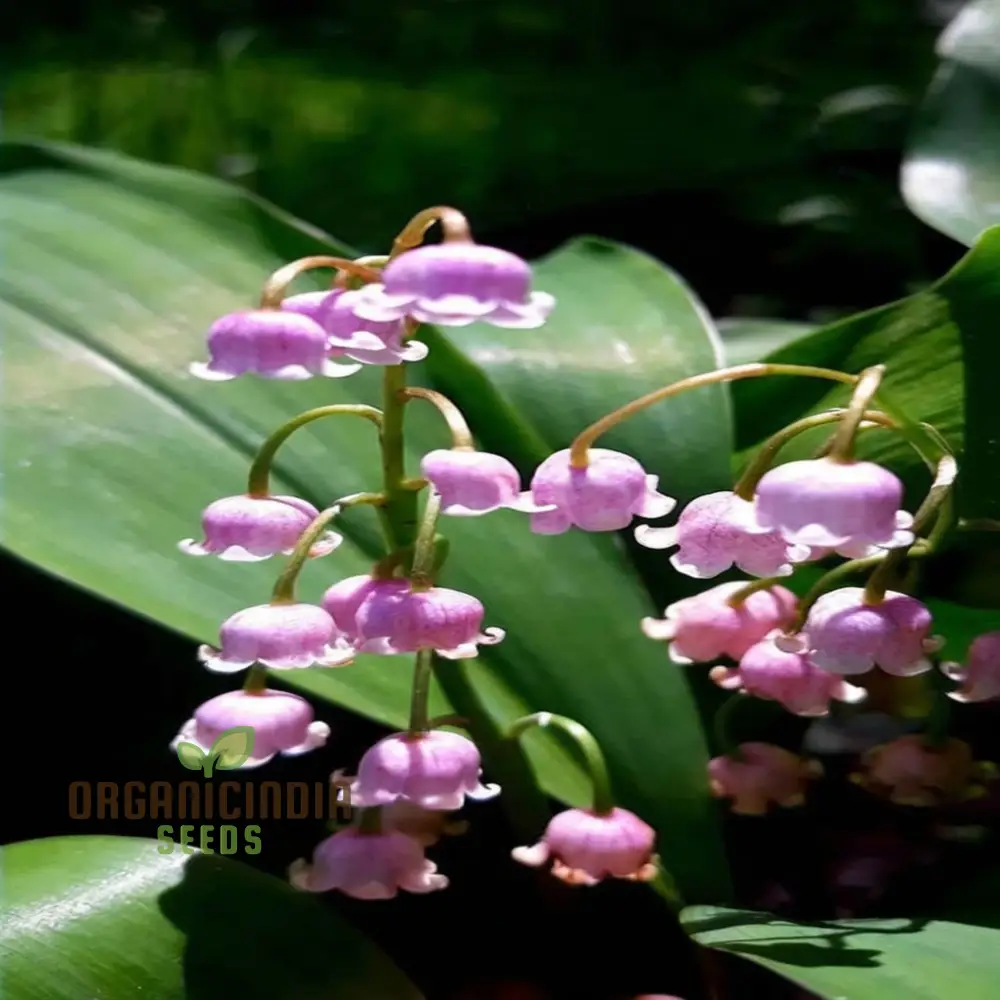 Purple Bell Orchid Seeds – Rare Elegant Blooms for Garden Planting - Image 3