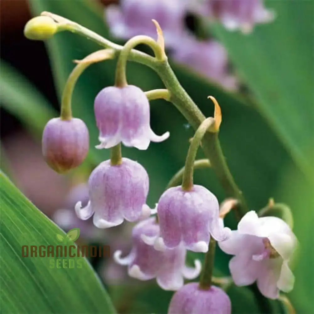 Purple Bell Orchid Seeds – Rare Elegant Blooms for Garden Planting - Image 4