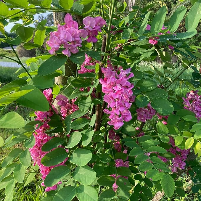 Purple Black Locust Seeds - Deciduous Ornamental Tree with Fragrant Flowers, Drought Tolerant, Attracts Pollinators - Image 2