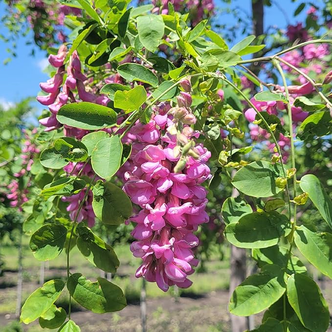 Purple Black Locust Seeds - Deciduous Ornamental Tree with Fragrant Flowers, Drought Tolerant, Attracts Pollinators - Image 3