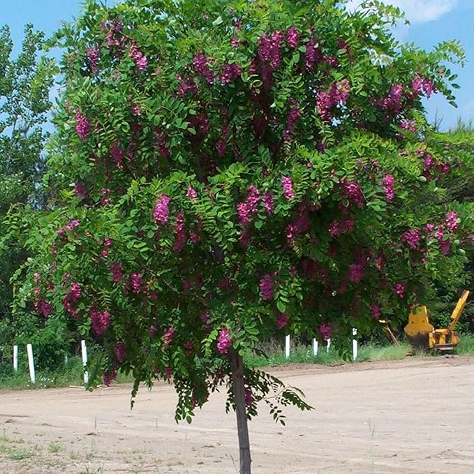 Purple Black Locust Seeds - Deciduous Ornamental Tree with Fragrant Flowers, Drought Tolerant, Attracts Pollinators - Image 4