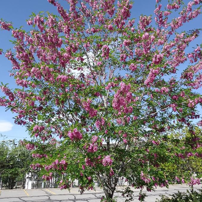 Purple Black Locust Seeds - Deciduous Ornamental Tree with Fragrant Flowers, Drought Tolerant, Attracts Pollinators - Image 6