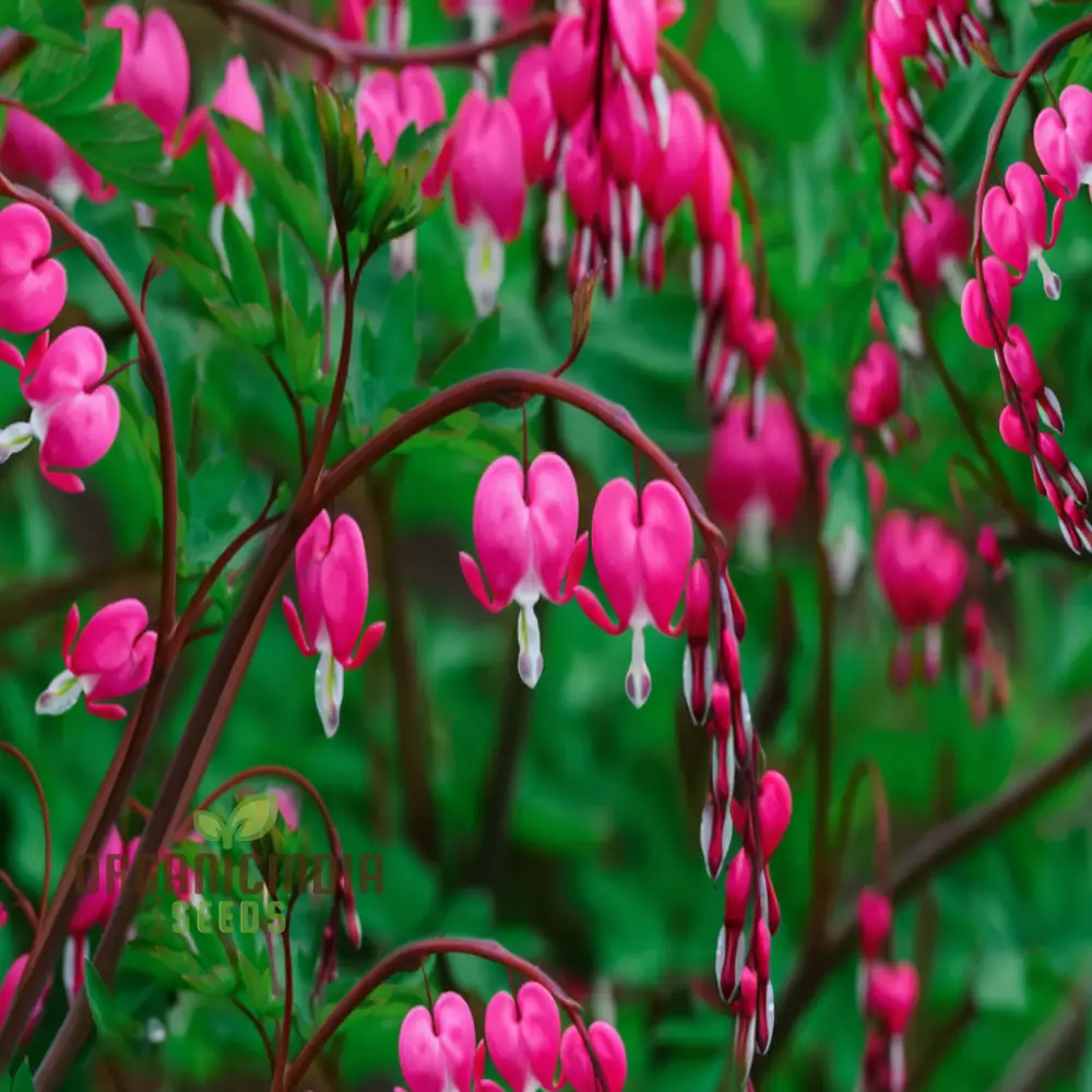 Purple Bleeding Heart Flower Seeds - Enchanting Blooms for Romantic Garden Spaces