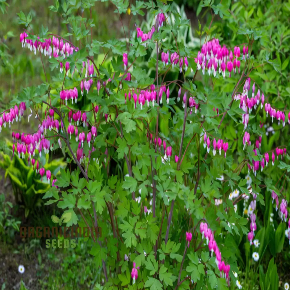 Purple Bleeding Heart Flower Seeds - Enchanting Blooms for Romantic Garden Spaces - Image 3