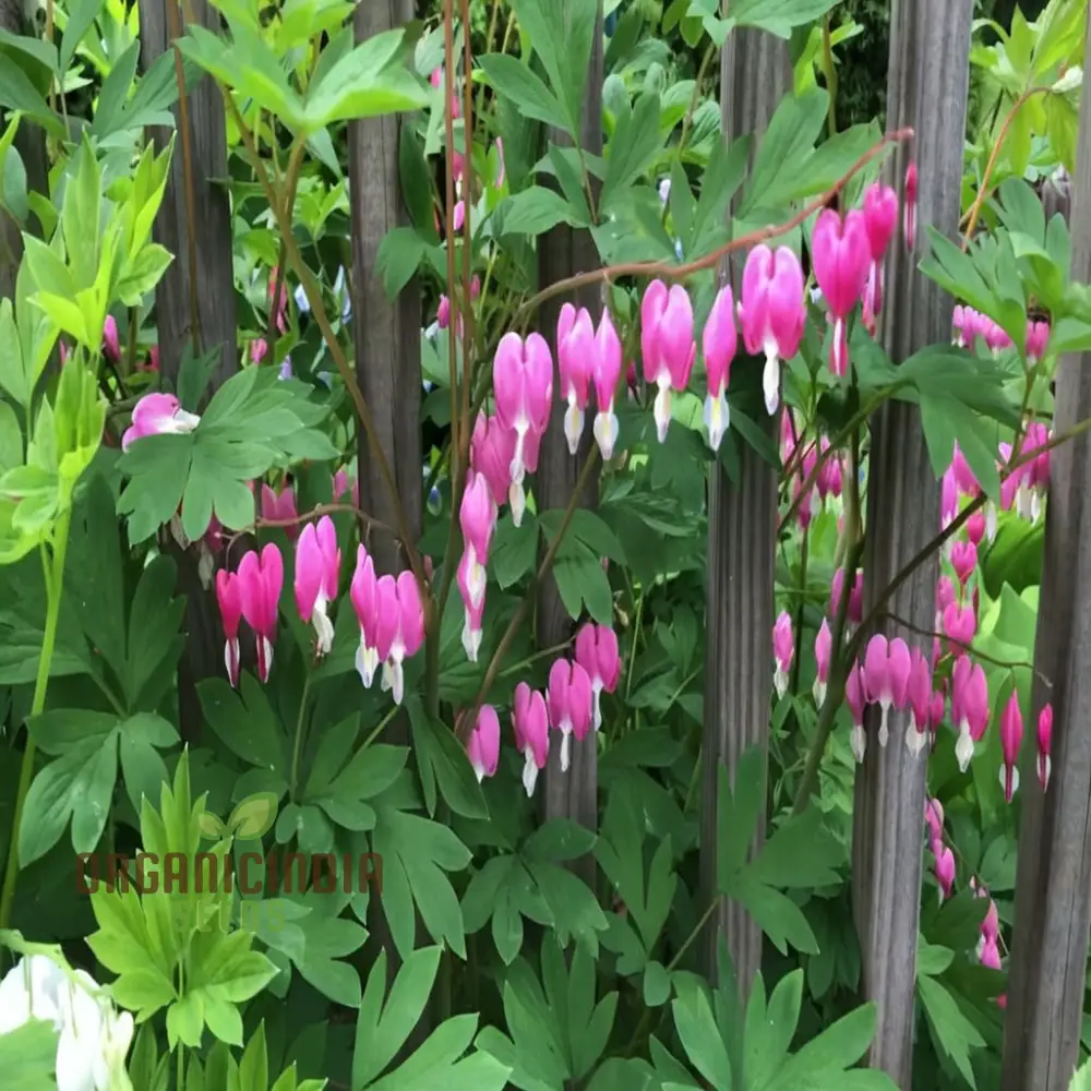 Purple Bleeding Heart Flower Seeds - Enchanting Blooms for Romantic Garden Spaces - Image 4